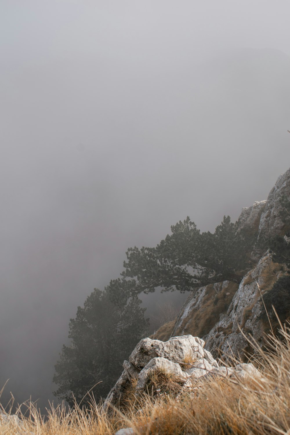 a foggy mountain with trees on top of it