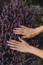 Two hands with painted nails are gently hovering over a field of purple heather flowers. The hands appear relaxed, with fingers slightly spread apart. The background is filled with dense clusters of small, purple blossoms and green stems.