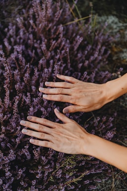 Two hands with painted nails are gently hovering over a field of purple heather flowers. The hands appear relaxed, with fingers slightly spread apart. The background is filled with dense clusters of small, purple blossoms and green stems.