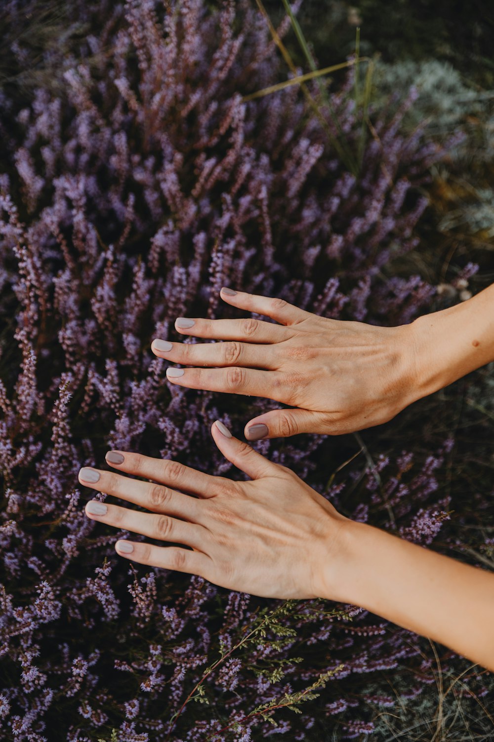 two hands reaching for a purple flower
