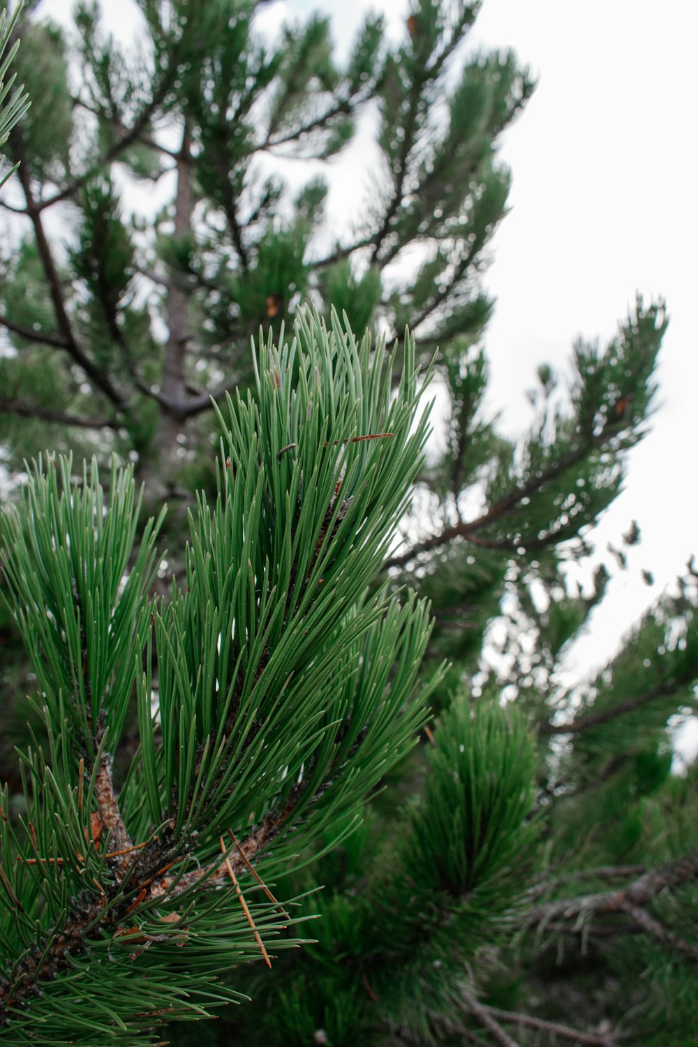 a close up of a pine tree branch