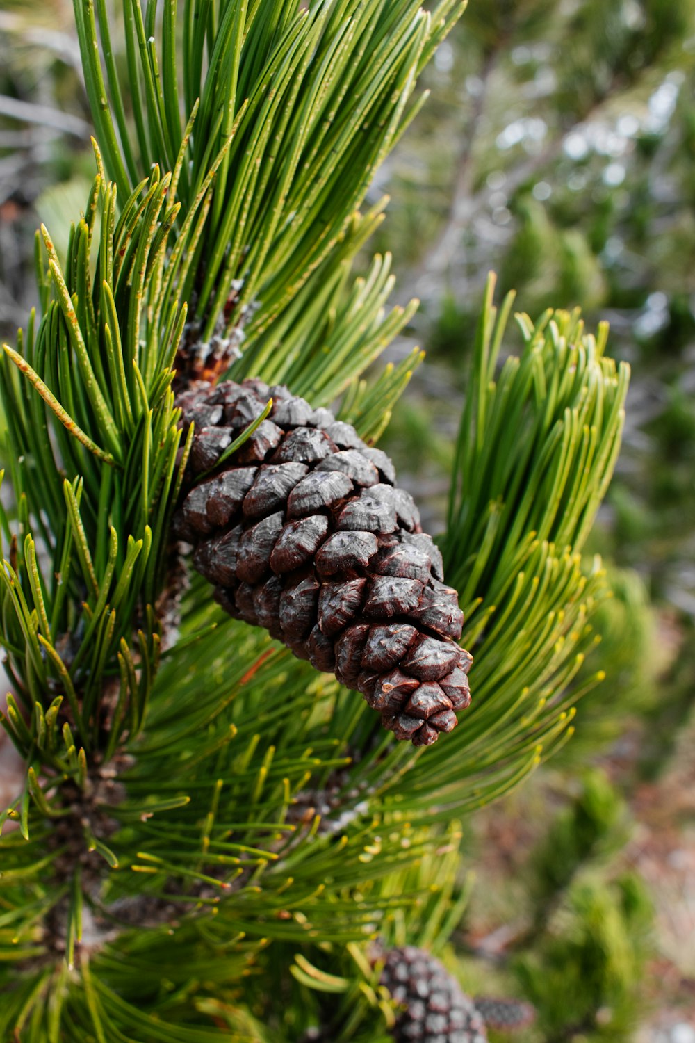 a close up of a pine cone on a tree