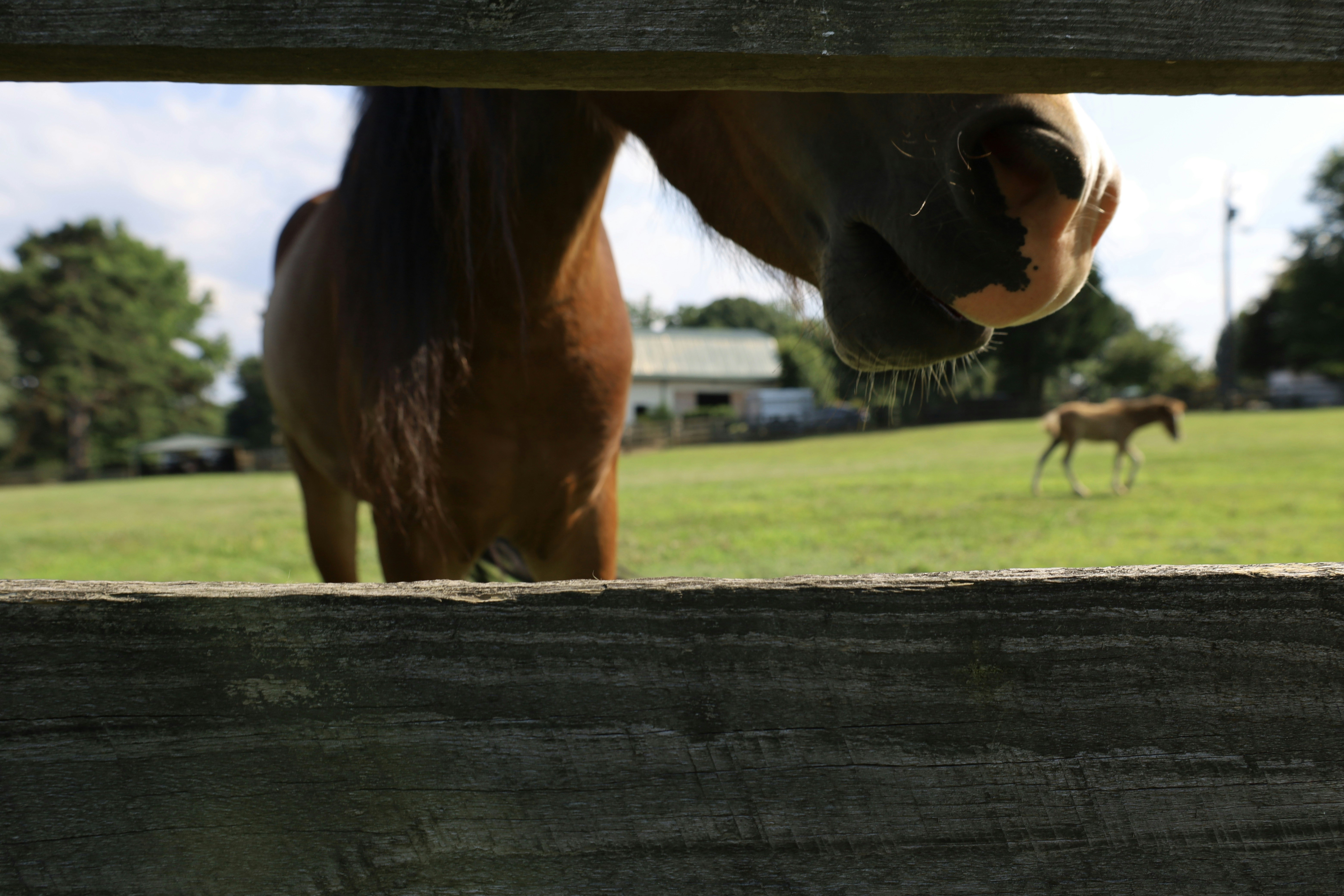 緑豊かな野原の上に立つ茶色の馬