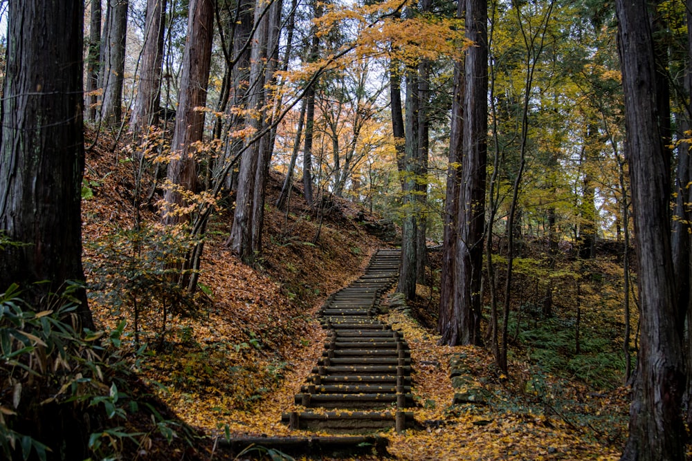 a set of stairs in the middle of a forest