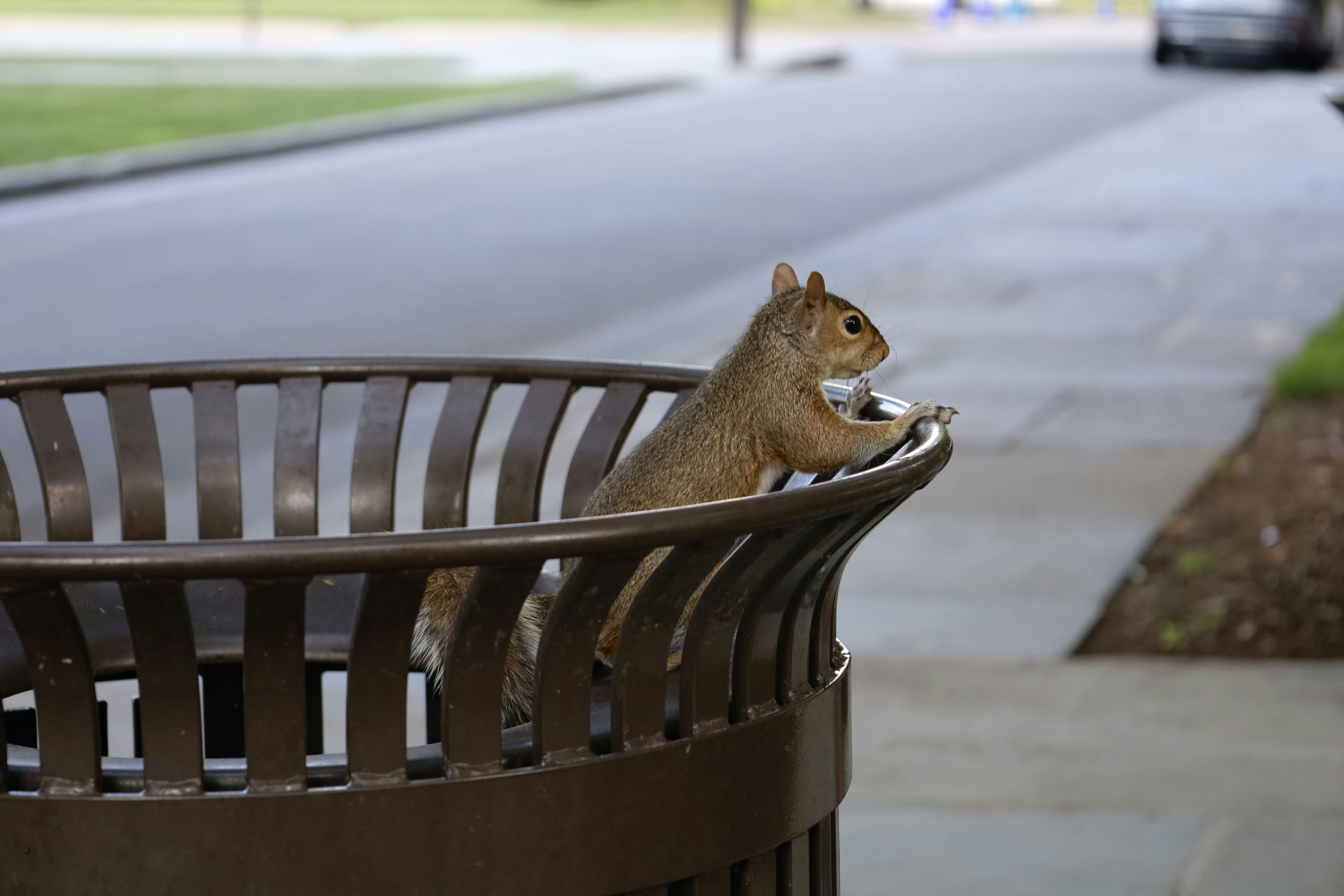 ゴミ箱の上に座っているリス