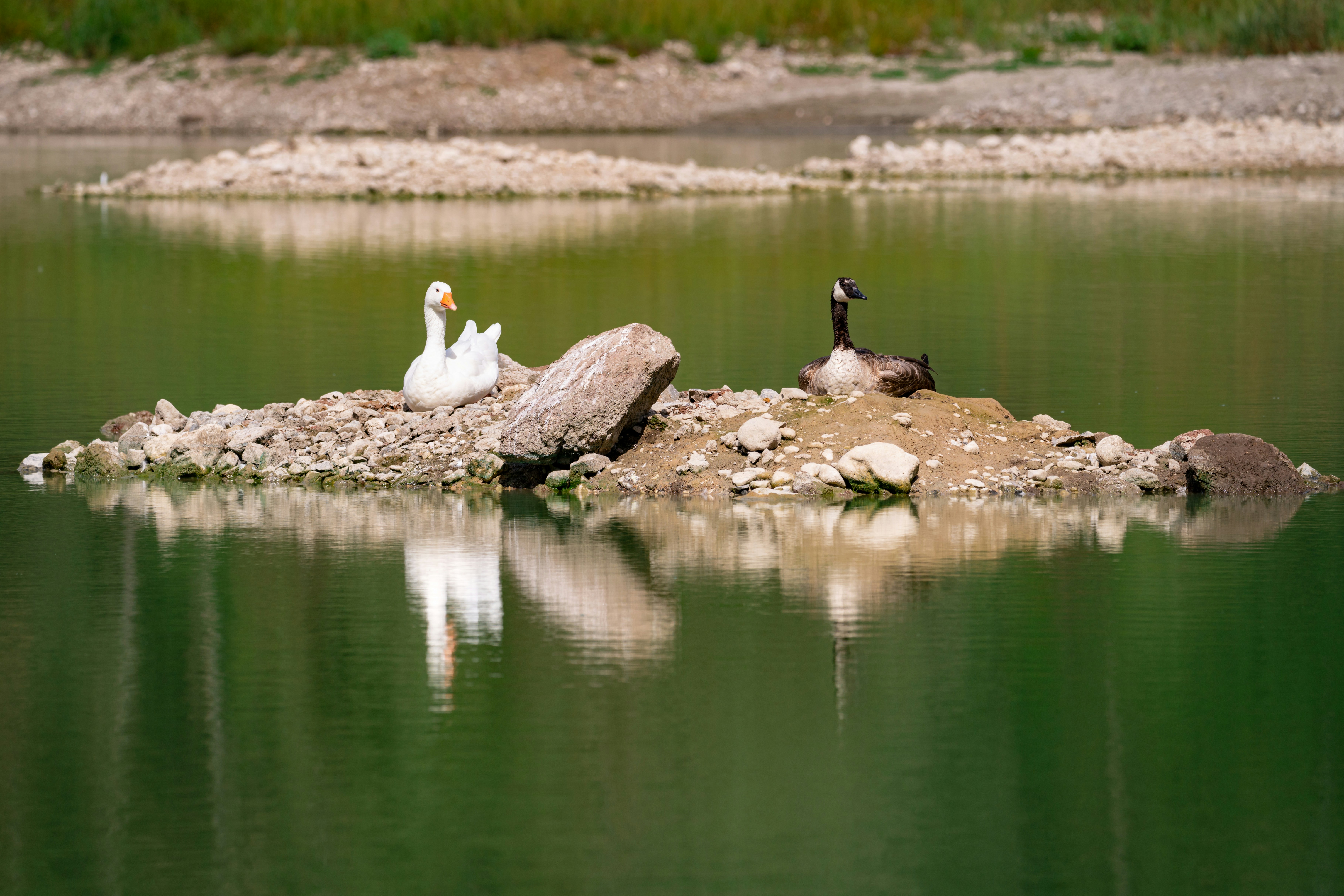 Due anatre sono sedute su una roccia nell'acqua