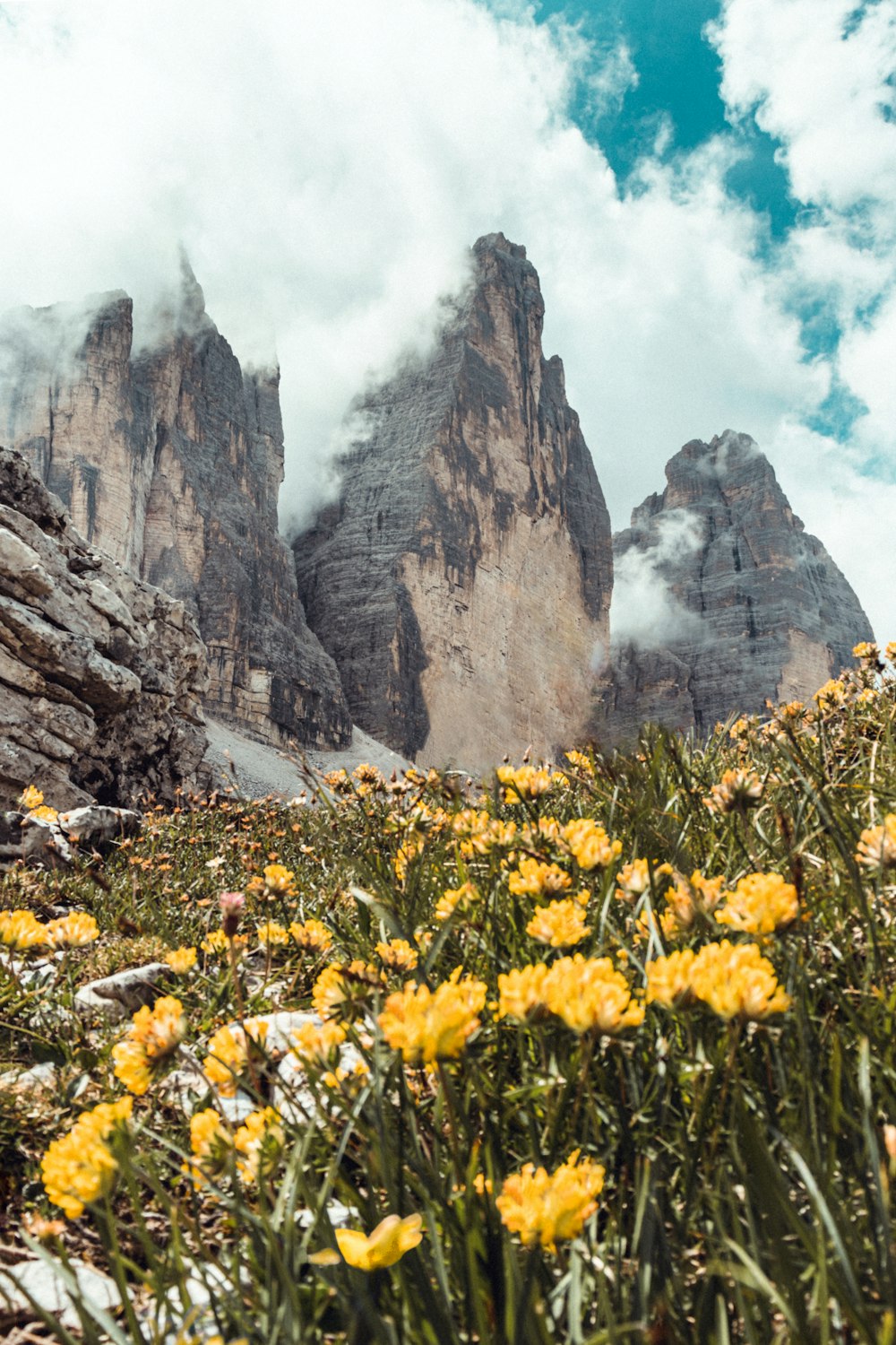 a field of yellow flowers with mountains in the background