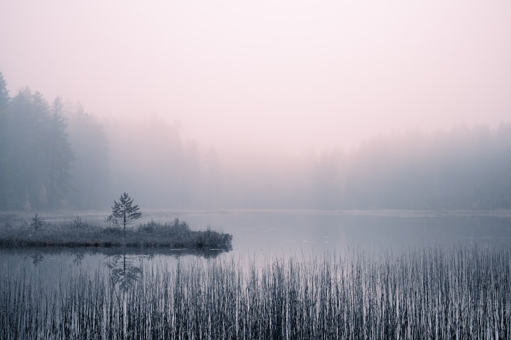 a foggy lake surrounded by tall grass and trees