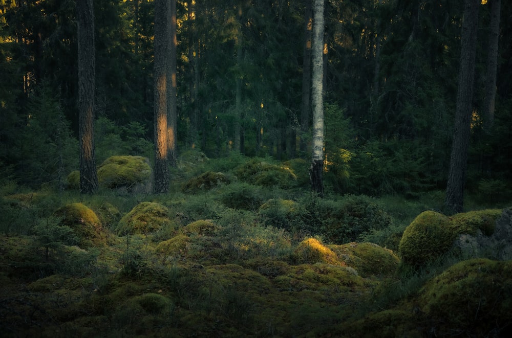 a lush green forest filled with lots of trees