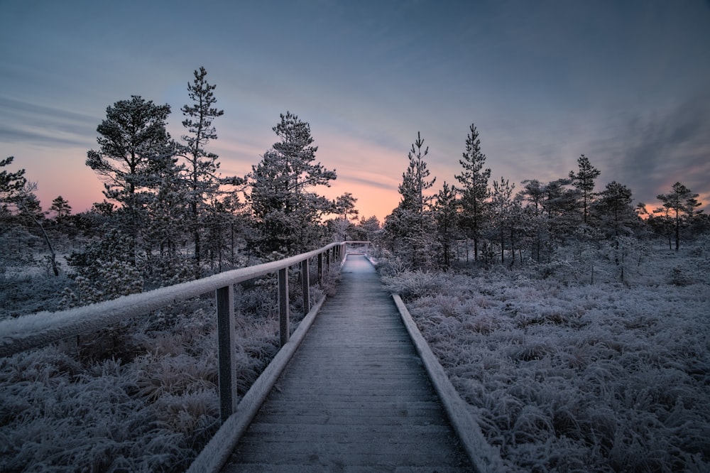 a wooden walkway in the middle of a forest