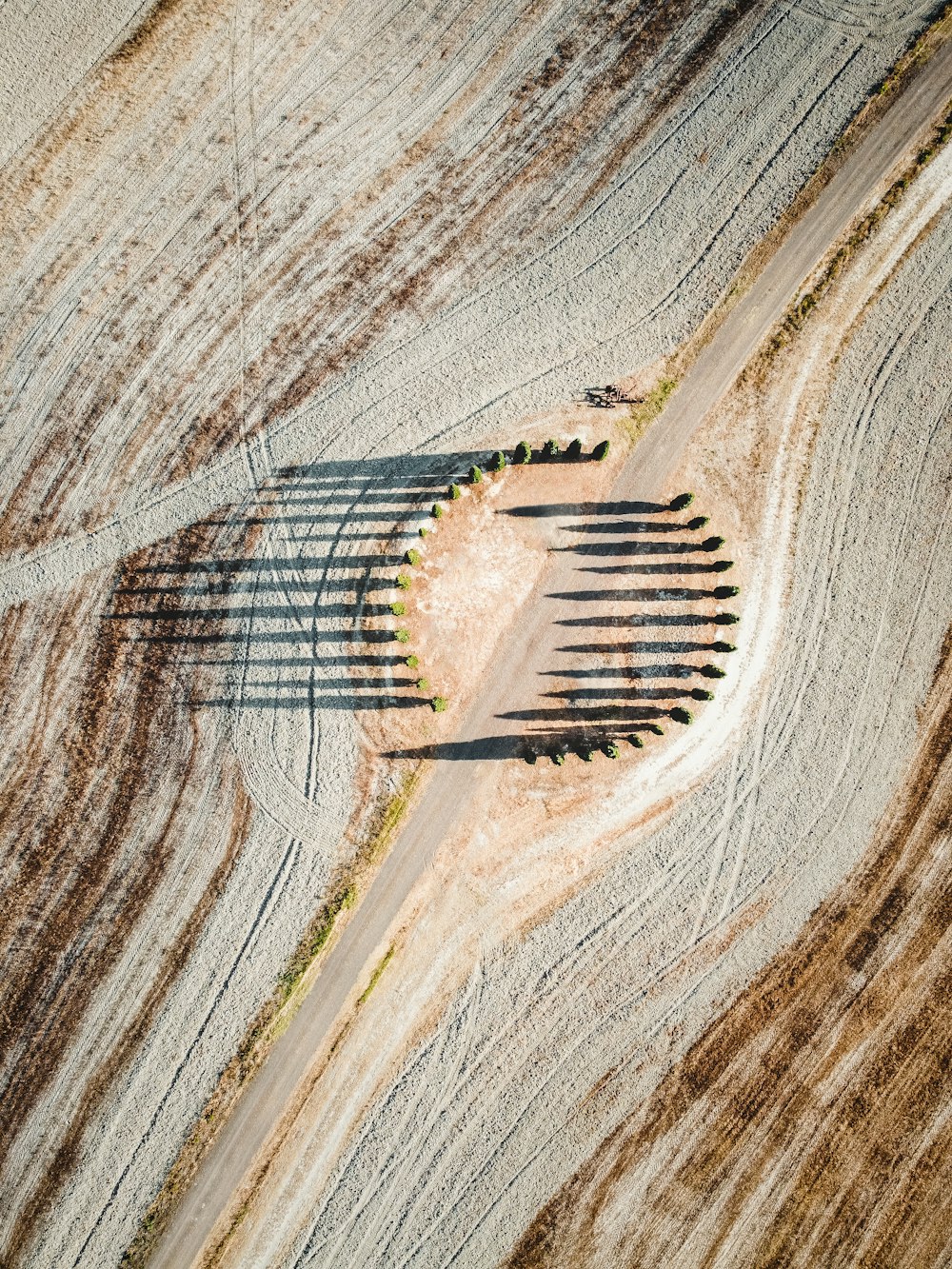 木々のある未舗装のフィールドの空中写真