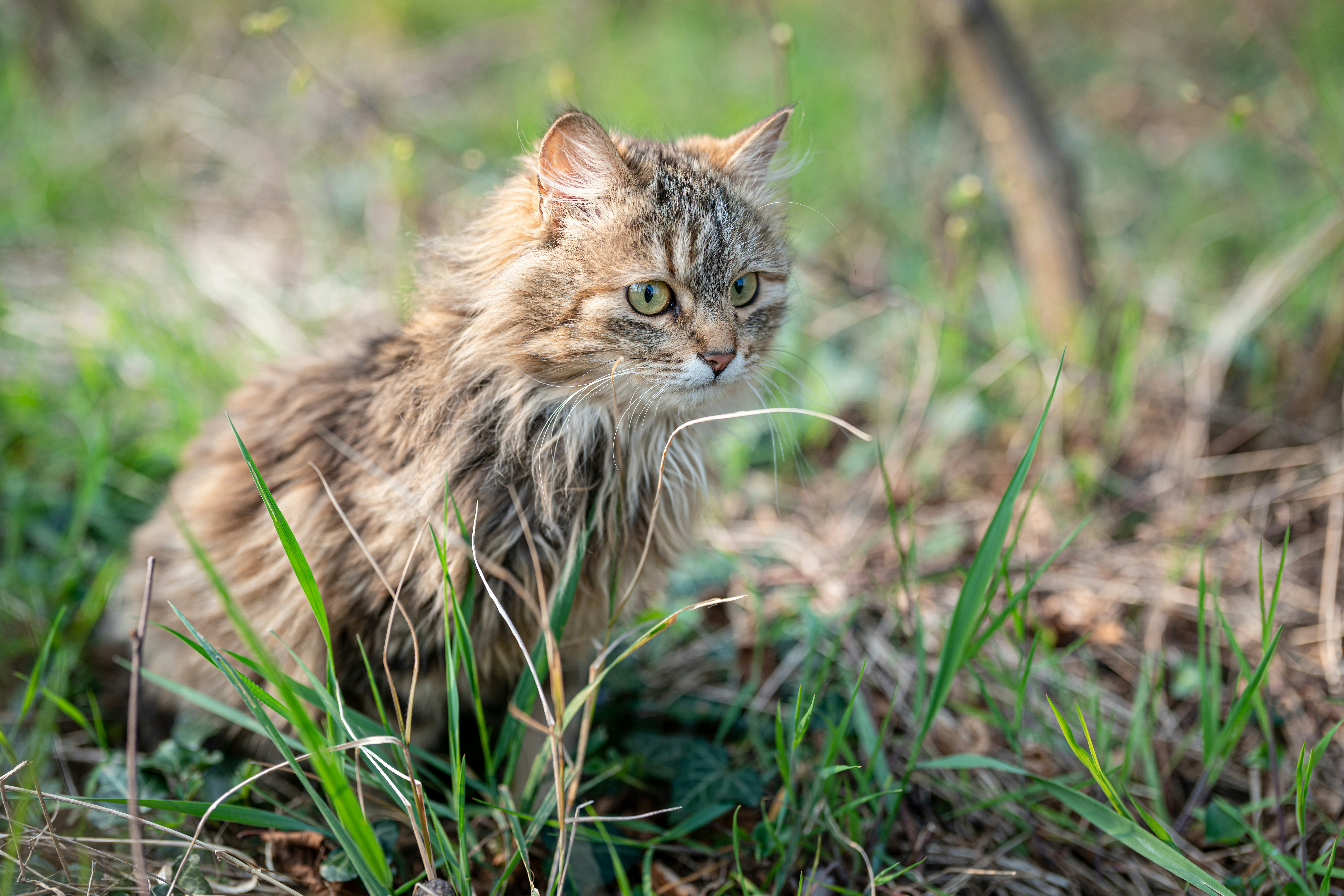 Un gatto è seduto nell'erba a guardare qualcosa