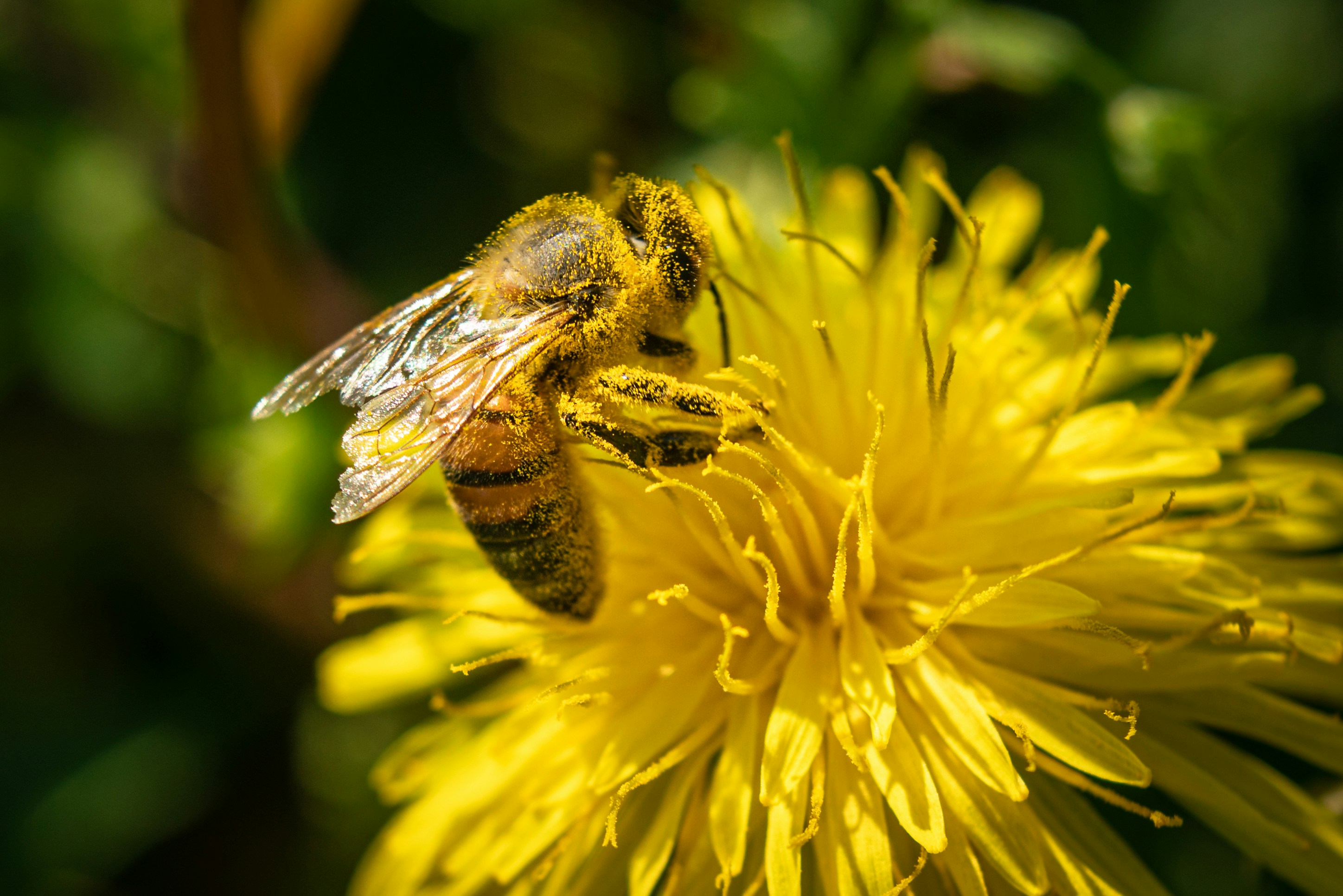 Un'ape è seduta su un fiore giallo