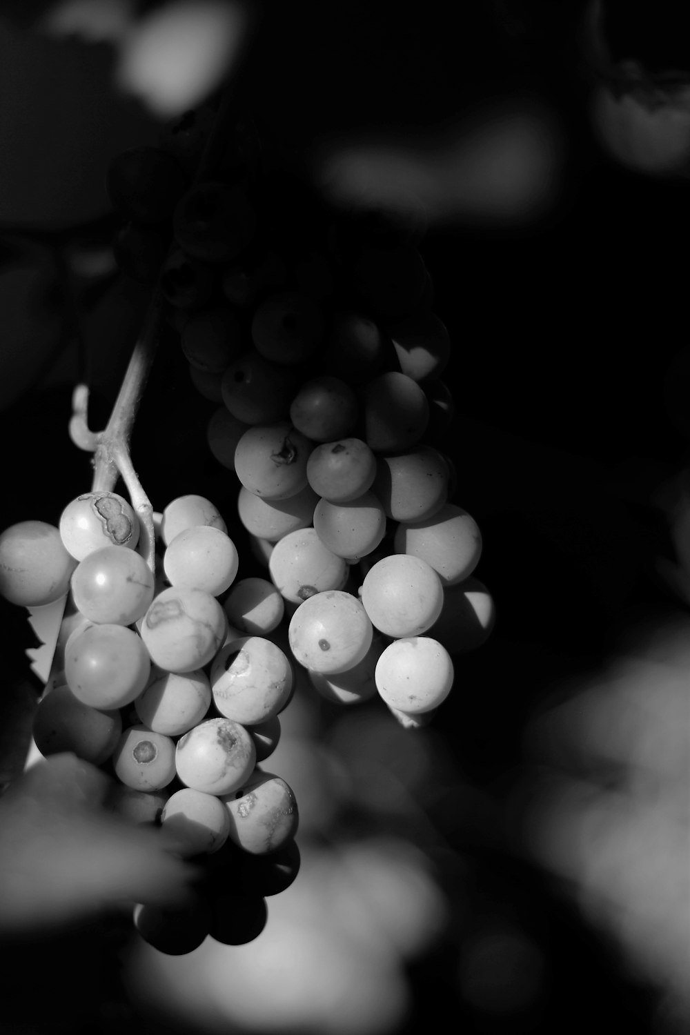 a bunch of grapes hanging from a tree