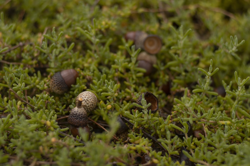 a close up of a small mushroom on a patch of moss
