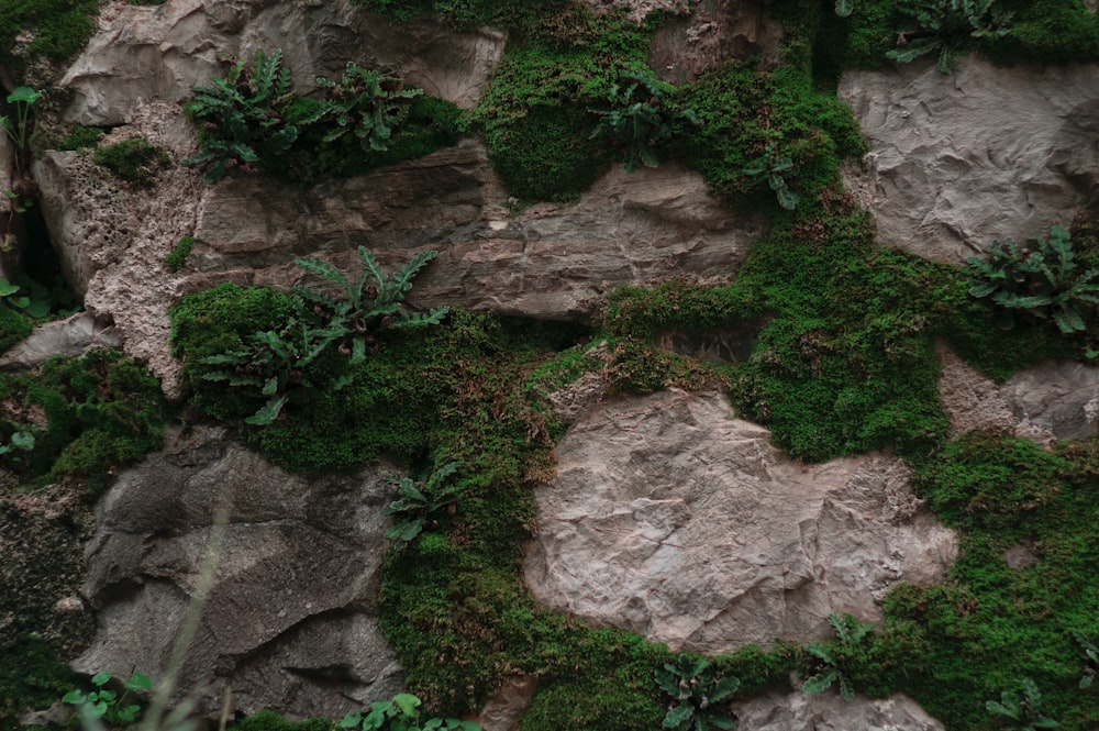 a close up of a rock with green plants growing on it