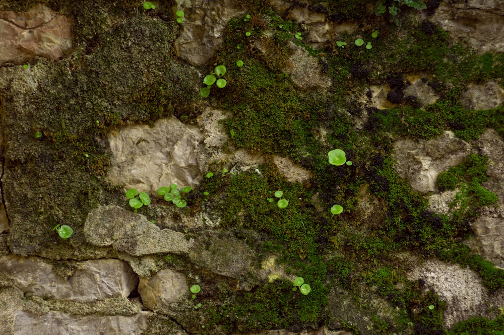 un muro di pietra ricoperto di muschio verde e licheni