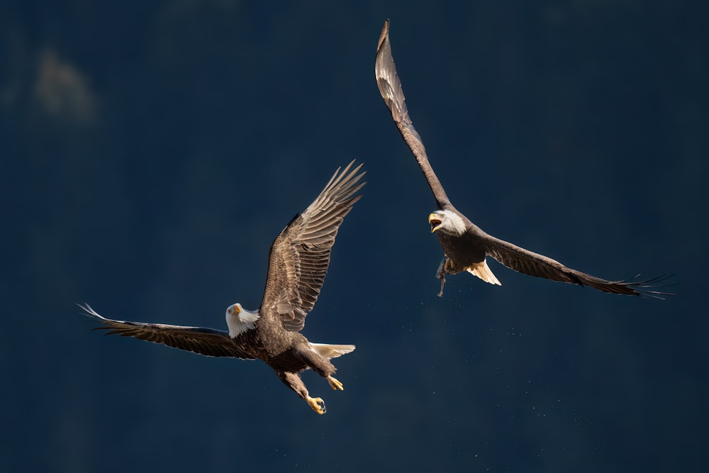 two large birds flying through the air