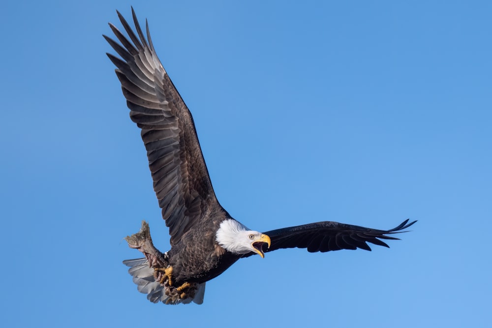 a bald eagle flying through a blue sky