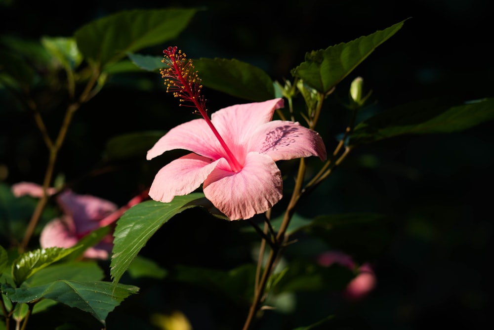 a pink flower with green leaves in the background