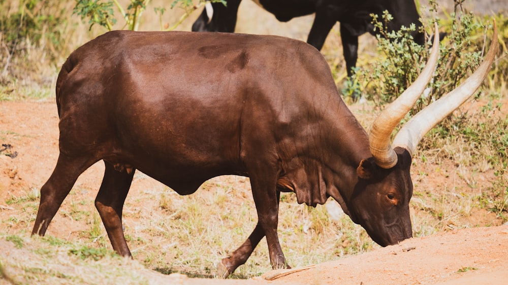 a brown cow with long horns grazing in a field