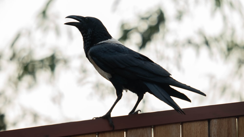 a black bird sitting on top of a wooden fence