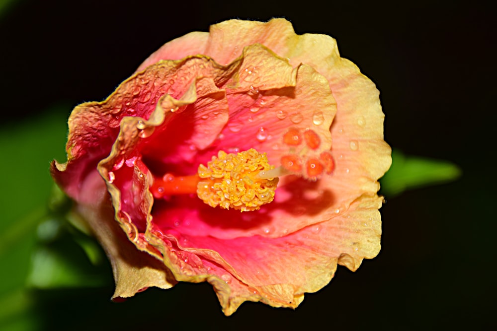 a pink and yellow flower with drops of water on it