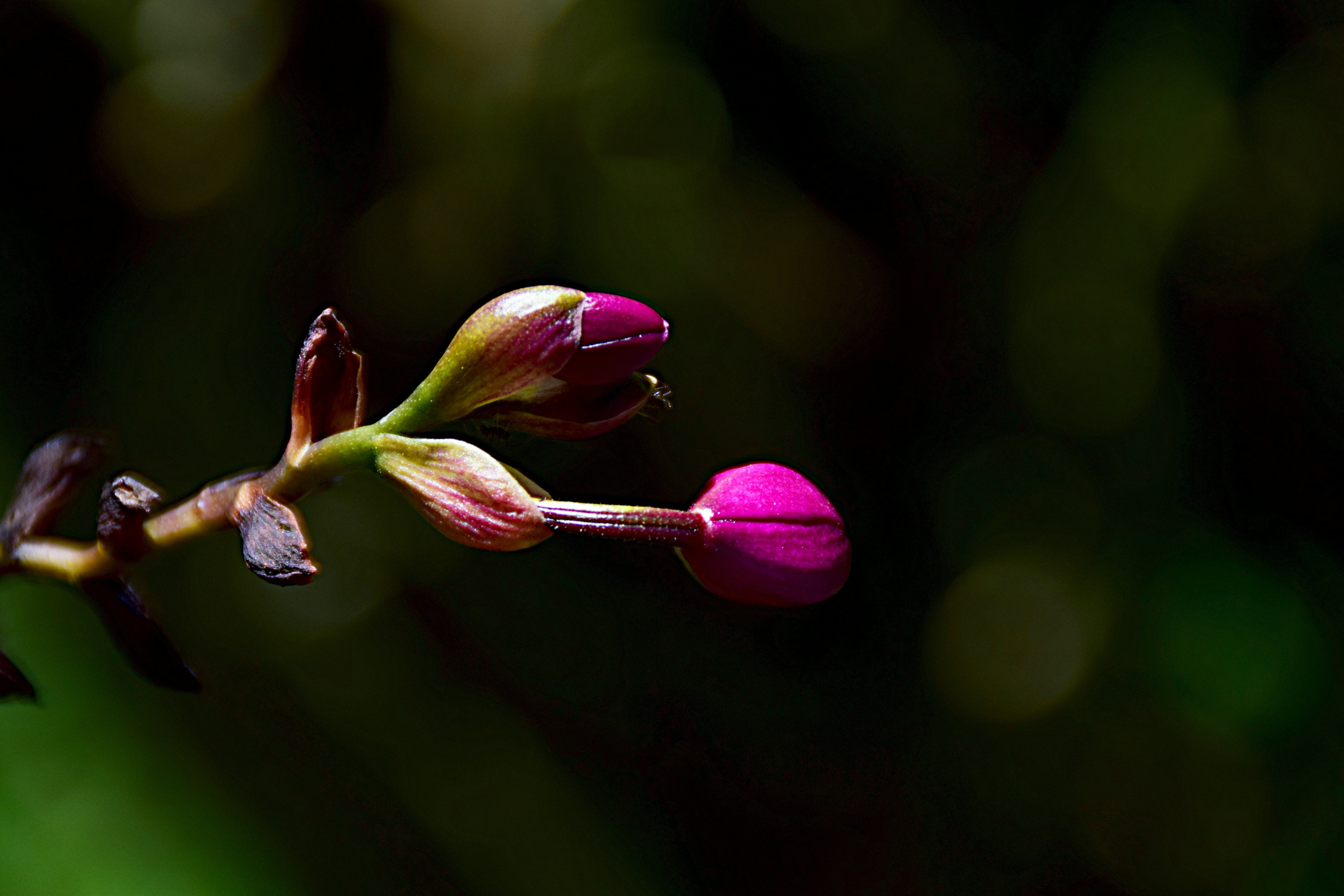 Photo by petfrap