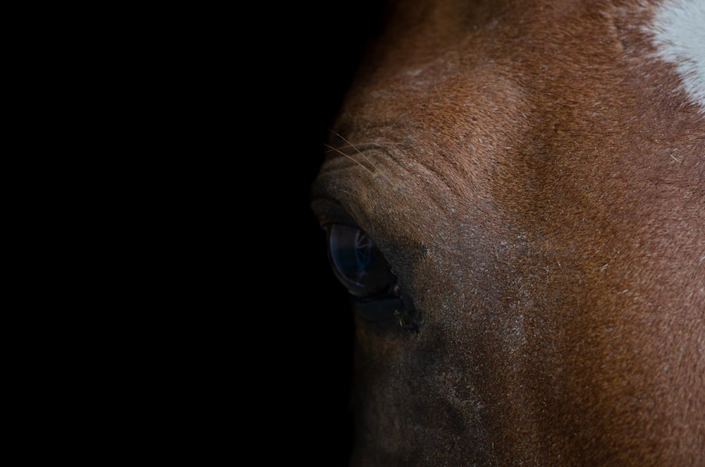 a close up of a brown and white horse's face