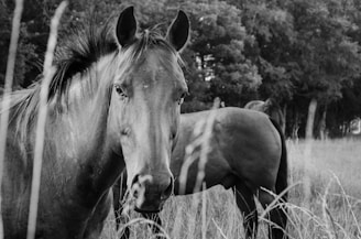 A black and white photograph of a horse standing in a grassy field. The horse is prominently in the foreground, looking directly at the camera. In the background, there are trees, adding to the natural setting.