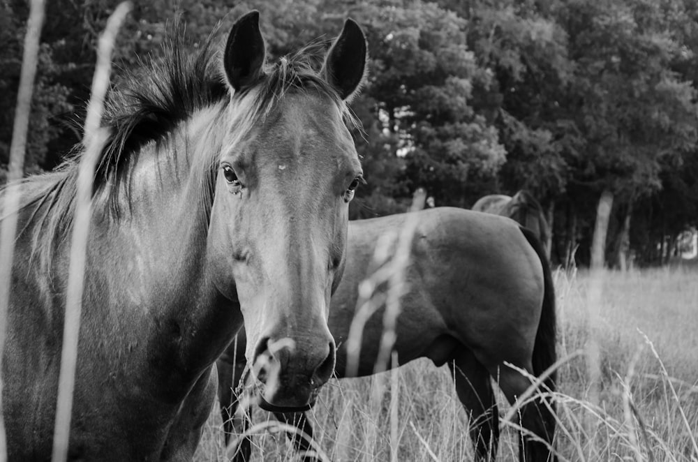 a black and white photo of two horses in a field