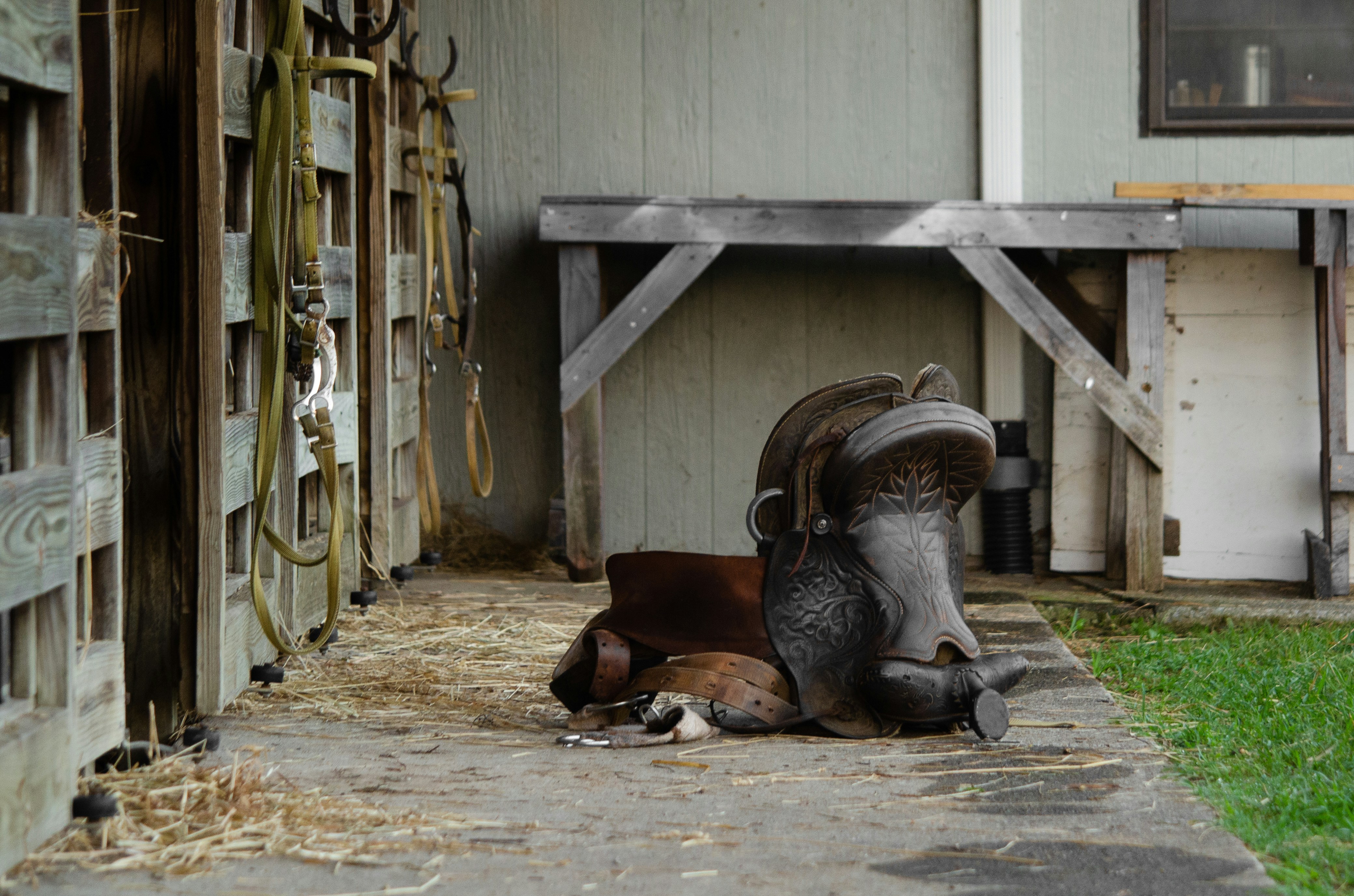 a couple of horses that are laying down
