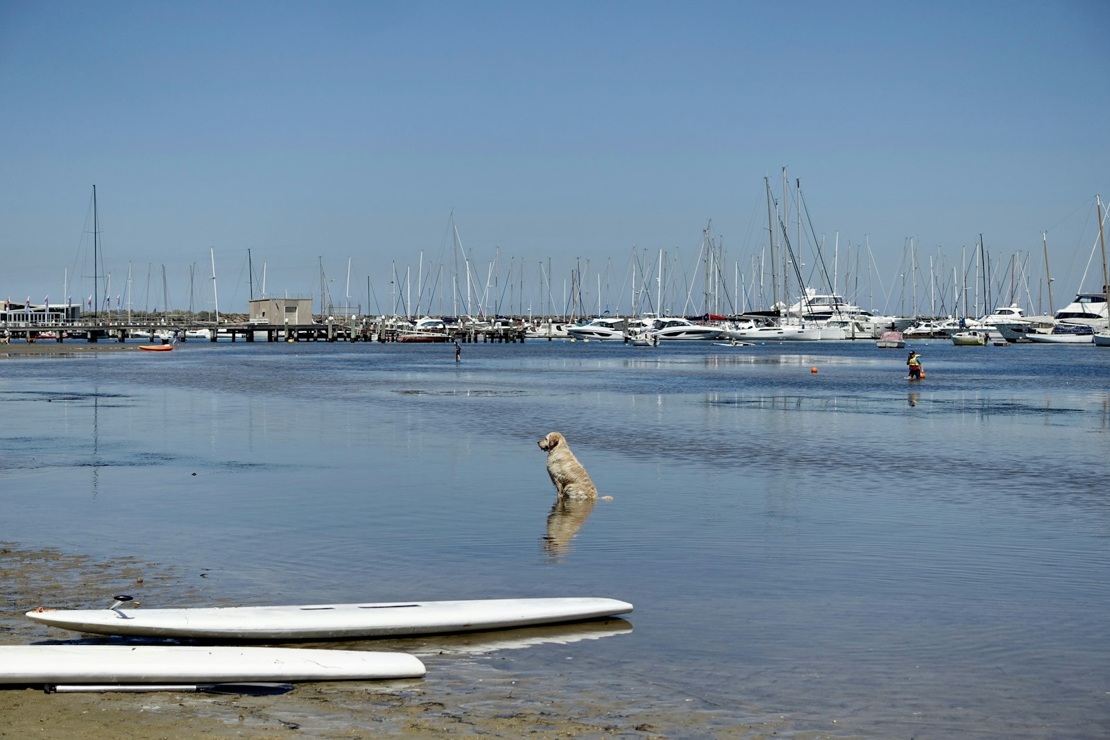 La côte sauvage de Saint-Tropez