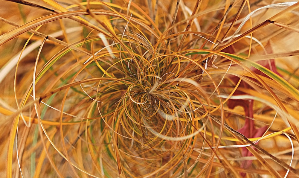 a close up of a plant with lots of yellow and green stems