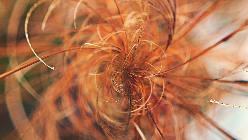 a close up of a flower with a blurry background