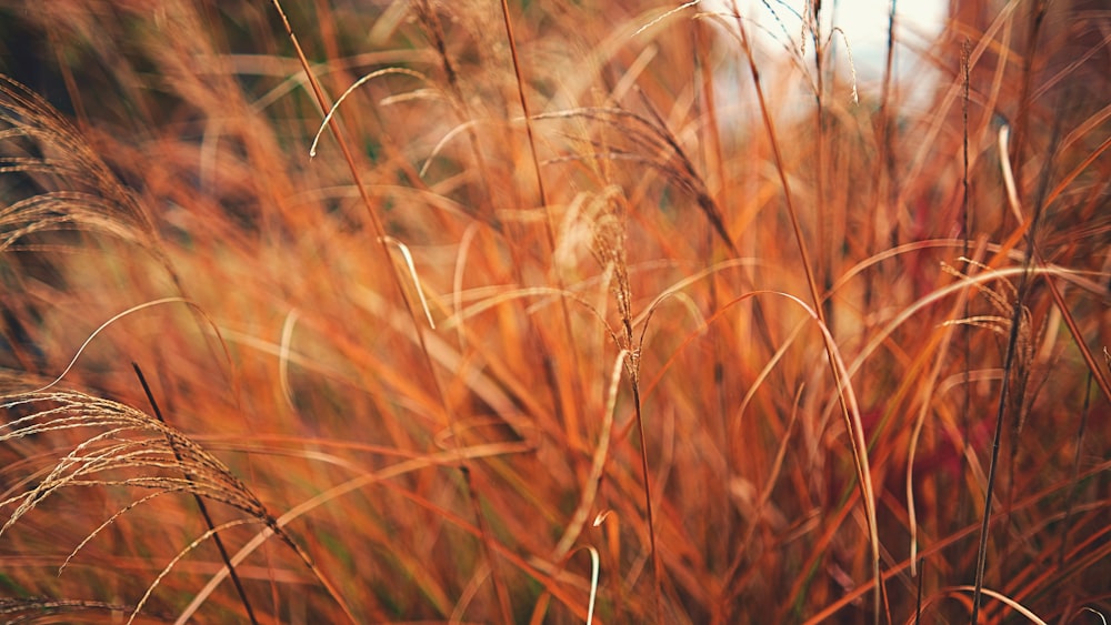 a close up of a field of tall grass