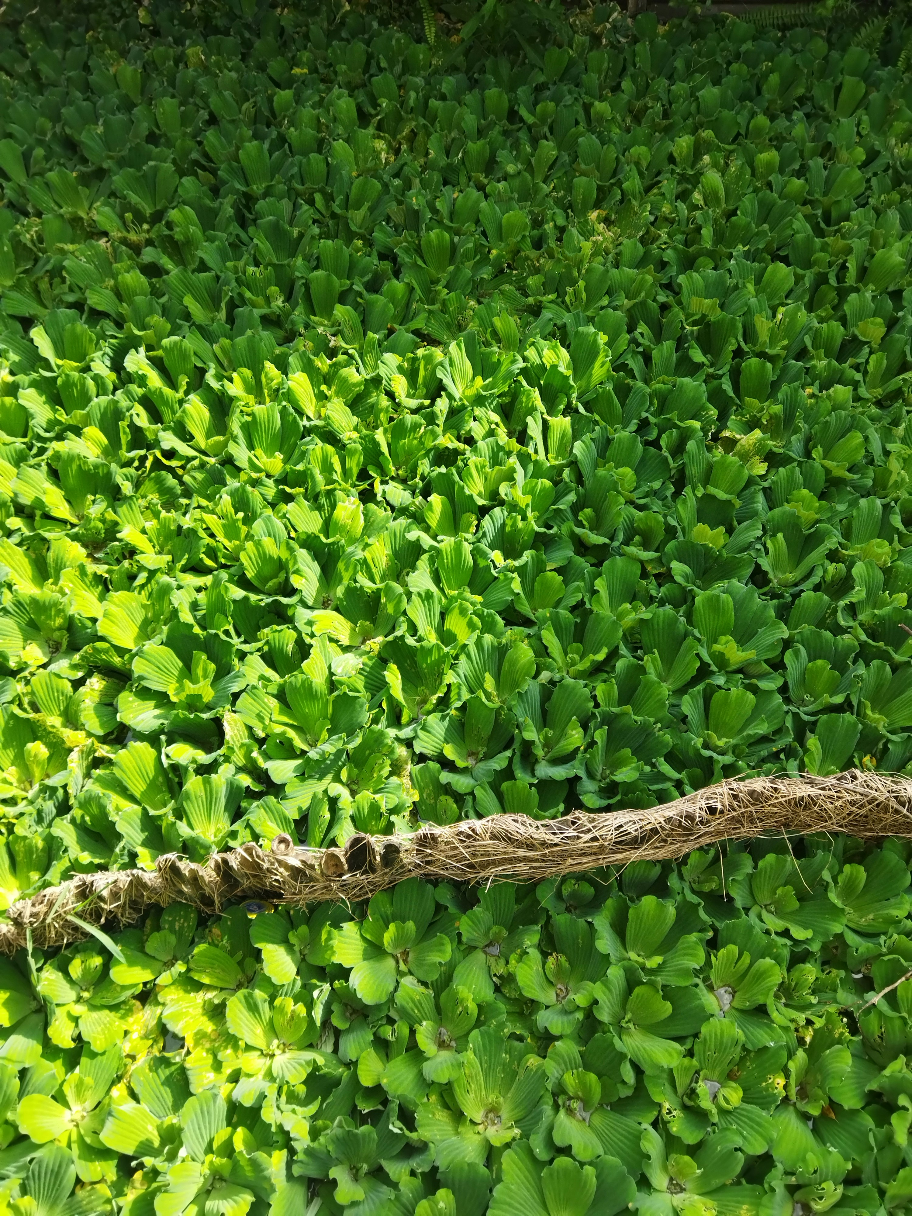 green tea leaves close up, wallpaper, Green Tea Extract for Inflammation: Benefits & How to Use 6