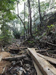 a trail in the middle of a forest