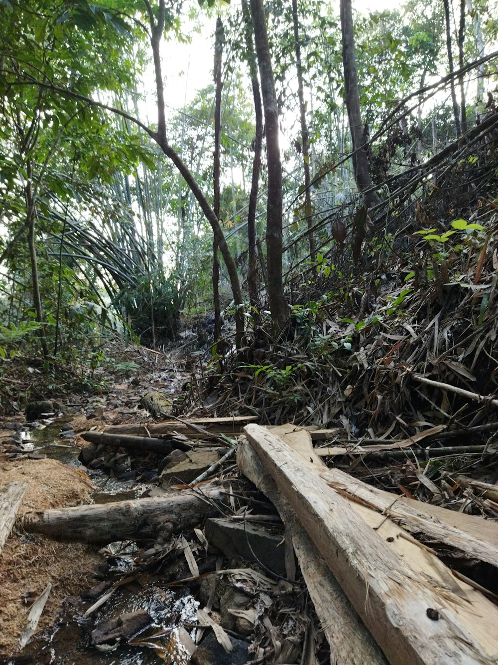 a trail in the middle of a forest