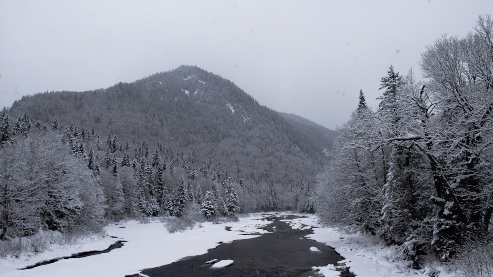 a river surrounded by snow covered trees in a forest