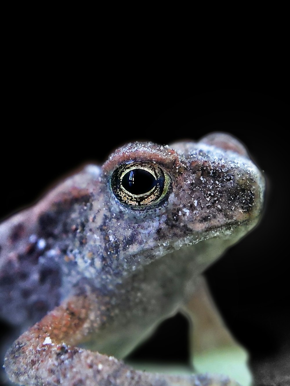 a close up of a frog on a black background