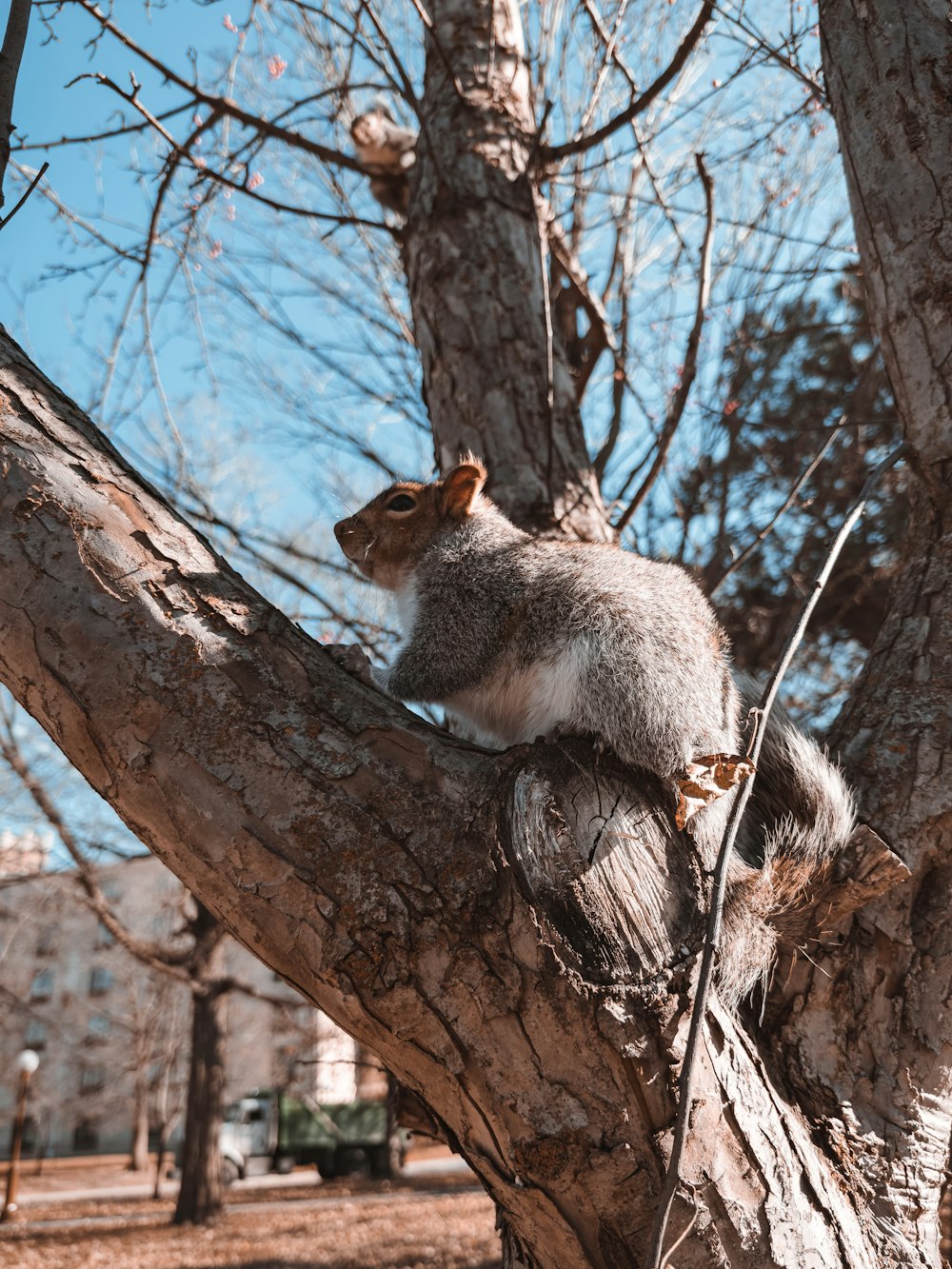 a squirrel is sitting on a tree branch