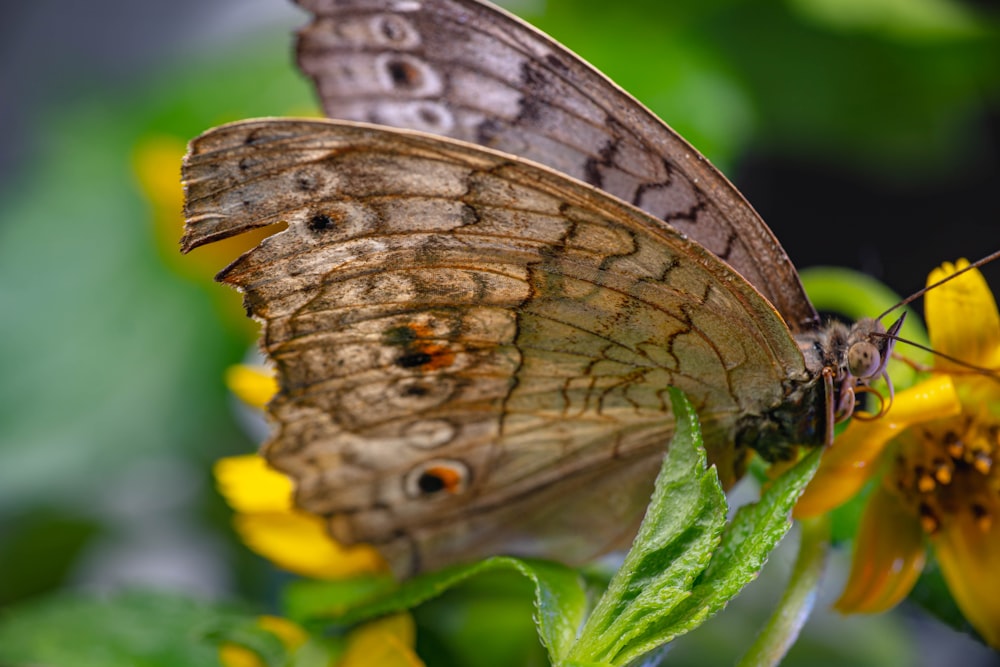 a close up of a butterfly on a flower