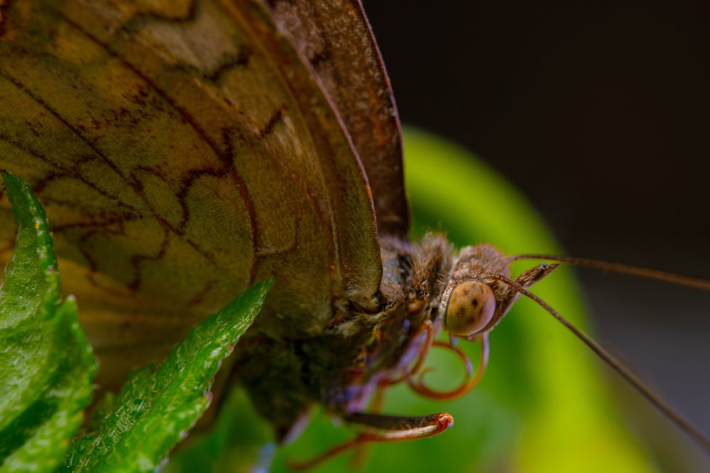 a close up of a butterfly on a leaf