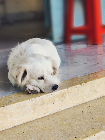 A white dog is lying down on a tiled floor at the edge of a step, appearing calm and relaxed. The background is slightly blurred, with a hint of a blue and red object, possibly a chair.