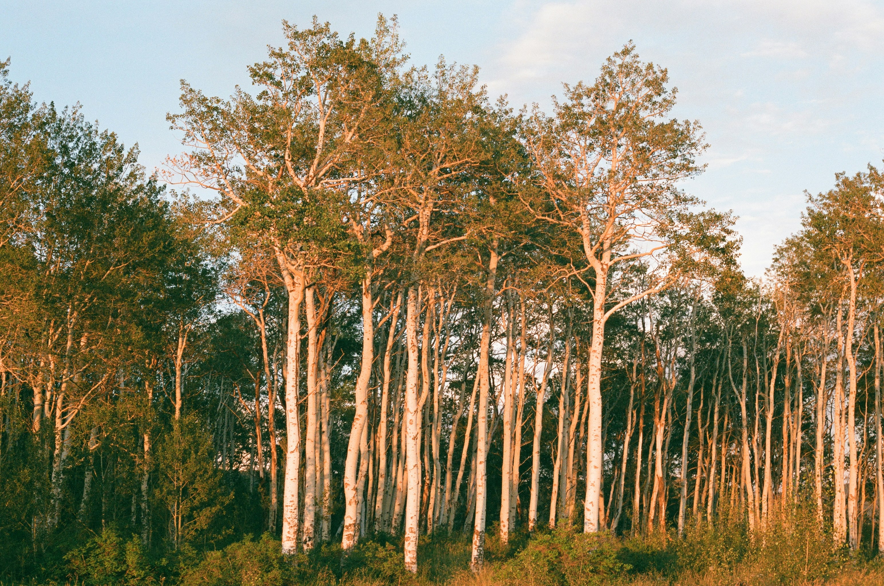 a group of trees that are standing in the grass