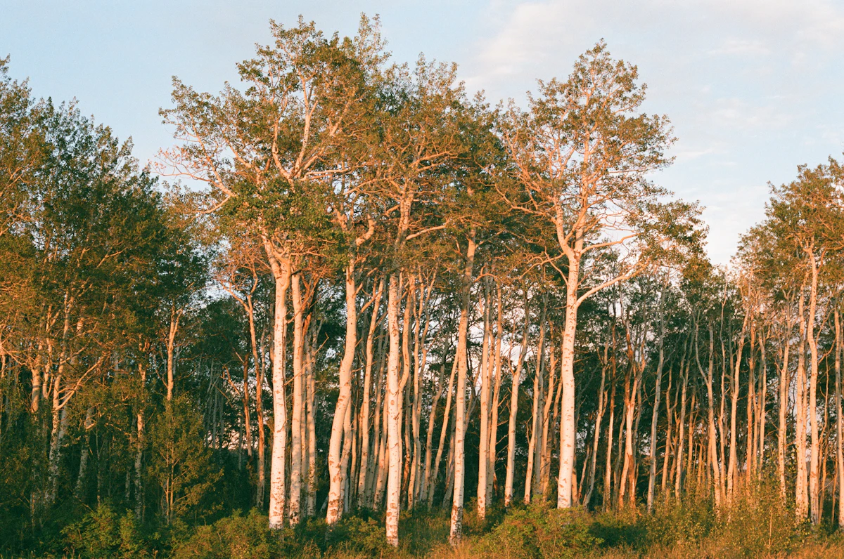 Aspen trees in the Colorado high country near Beaver Creek