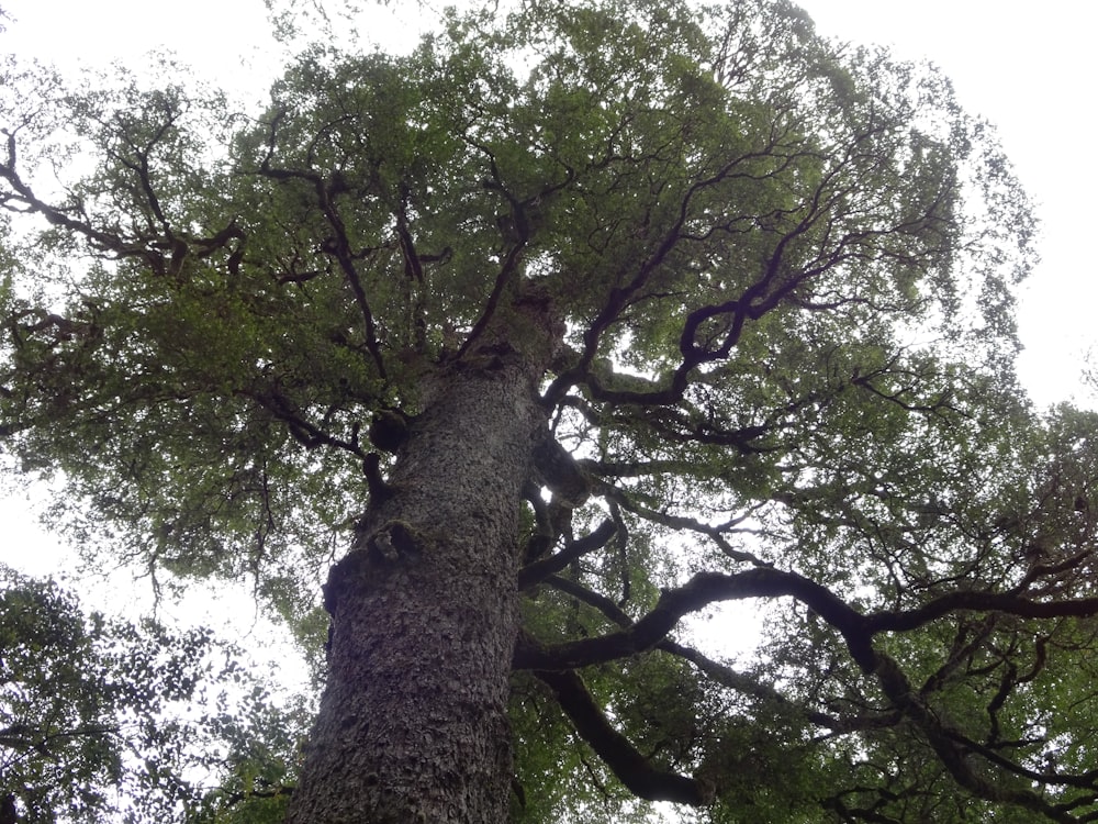 ein hoher Baum mit vielen grünen Blättern