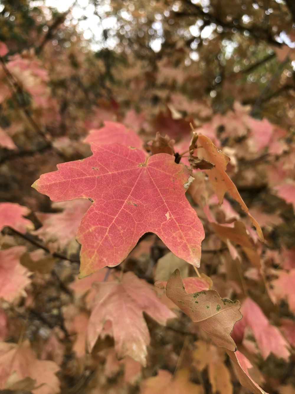 a close up of a leaf on a tree