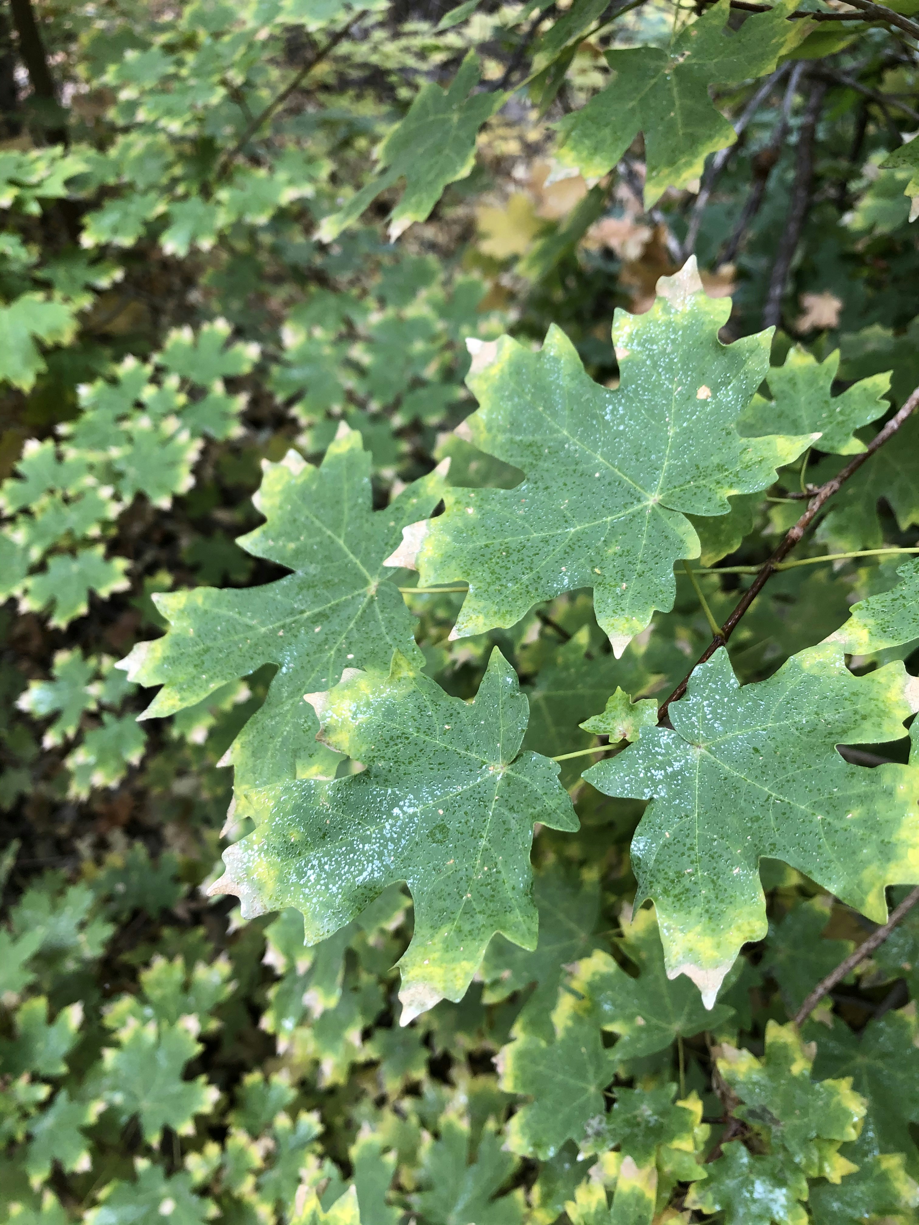 Gros plan d’une feuille sur un arbre